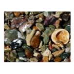 Shells, Rocks and Coral Postcard