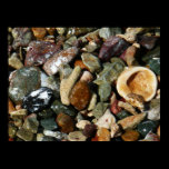 Shells, Rocks and Coral Print