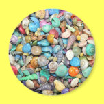 Shells, Shells, Shells magnets