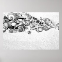 Shells & Starfish in Black & White Poster