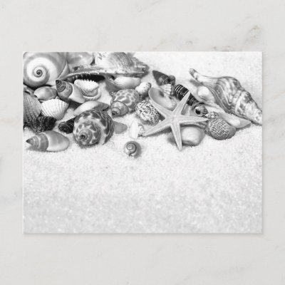 Shells & Starfish Postcard