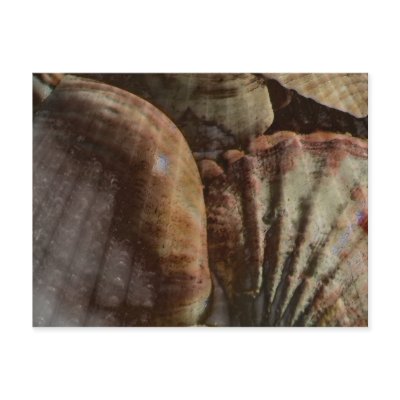 Shellscape Postcard by MidnightAkita