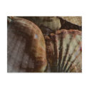 Shellscape Postcard