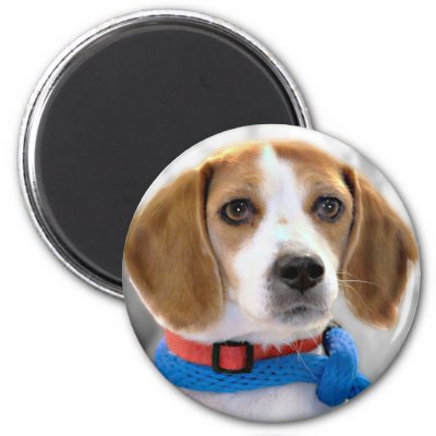 Shelter Beagle Photo Refrigerator Magnets