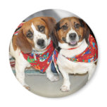 Shelter Beagles Photo magnets
