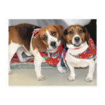 Shelter Beagles Photo postcards