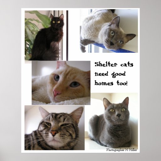 Shelter cats need good homes too posters