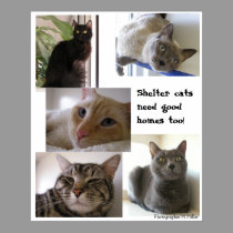 Shelter cats need good homes too posters