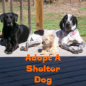 Shelter Dogs Button button