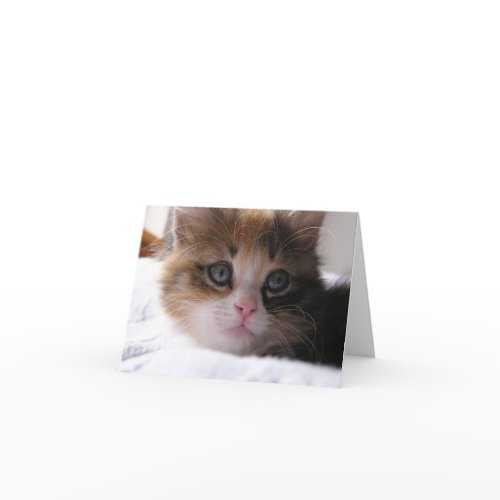 Shelter Kitten card