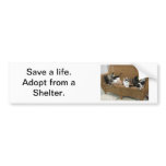Shelter Kittens Bumper Sticker