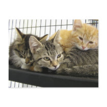 Shelter Kittens postcards by okcshelter Shelter Kittens postcards