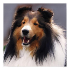 Sheltie Art Print print