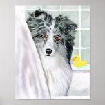 Sheltie Bath Bi Blue Posters