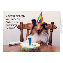 Sheltie Birthday Card