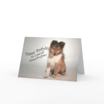 Sheltie Birthday Card for Granddaughter