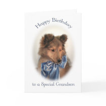 Sheltie Birthday Card for Grandson cards