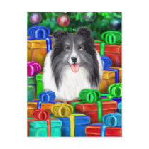 Sheltie Christmas Open Gifts Bi Black postcards