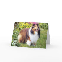 Sheltie Greeting Card