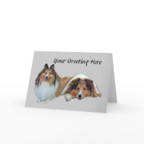Sheltie Greeting Card