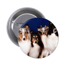 Sheltie Group Button
