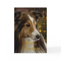 Sheltie Holiday Card cards
