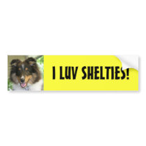 Sheltie, I LUV SHELTIES! bumper stickers by ri43210 Sheltie, I LUV SHELTIES! bumper stickers