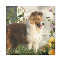 Sheltie in flowers magnet