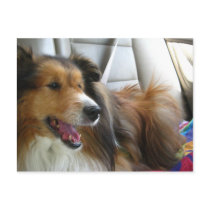 Sheltie in the Car postcards