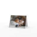 Sheltie Love cards by vabeachmom Sheltie Love cards