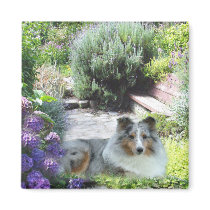 Sheltie Magnet by normagolden Sheltie Magnet