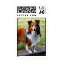 Sheltie postage by cspotrun413 Sheltie postage