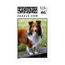 Sheltie postage