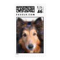 Sheltie postage by cspotrun413 Sheltie postage