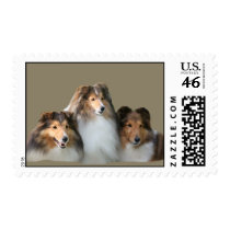 Sheltie Postage Stamp