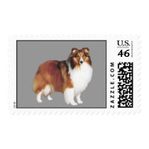 Sheltie Postage Stamp
