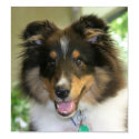 Sheltie Poster posters
