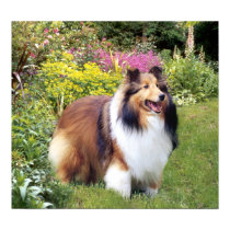 Sheltie Print