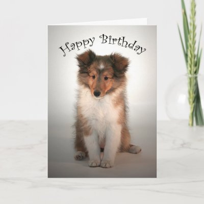 sheltie_puppy_birthday_card-p137699525224485022tdtq_400.jpg