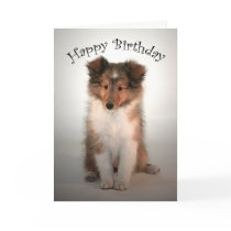 Sheltie Puppy Birthday Card