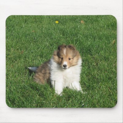 Sheltie puppy in grass mousepad by showdogs