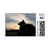 Sheltie silhouette on a stamp