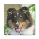 Sheltie Square Magnet by ri43210 Sheltie Square Magnet