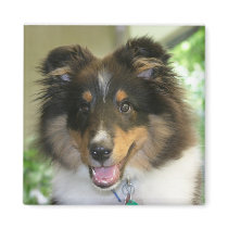 Sheltie Square Magnet