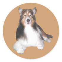 Sheltie Sticker by normagolden Sheltie Sticker