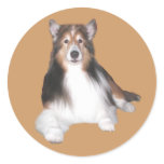 Sheltie Sticker
