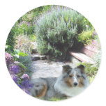 Sheltie Sticker