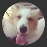 Sheltie Sticker stickers