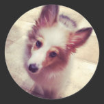 Sheltie Stickers stickers