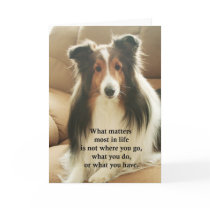 Sheltie Thank You Card cards